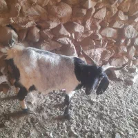 بز دوقلو به شرط شیر|حیوانات مزرعه|سبزوار, قصبه غربی|دیوار