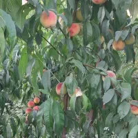 باغ ۱۰۰۰متری مدارک تکمیل