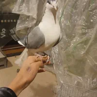 کبوتر بدرنگ|پرنده|شاهینشهر, گزبرخوار|دیوار