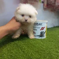 توله پامرهای با اصالت و تراکم مو بالا