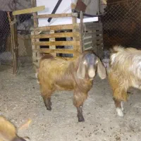 فروش کهره ، لطفا تماس|حیوانات مزرعه|جم, |دیوار