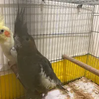 جفت مولد و تک بالغ(جوجه سرلاکی)ملنگو-گیرینچیک|پرنده|رشت, یخسازی|دیوار