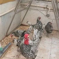 مرغ و خروس سبرایت