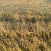 بذر گندم فلکسا تناژ بالا|گل و گیاه طبیعی|الیگودرز, |دیوار