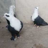 کفتر کلاغ کربلایی ( کلهسفید)|پرنده|تربتحیدریه, آغوی|دیوار