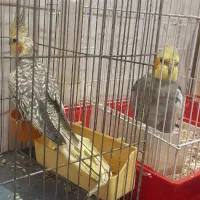 فروش یک جفت عروس هلندی