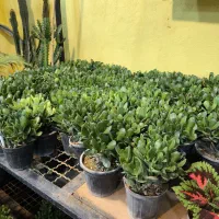 گل و گیاه آپارتمانی کراسولا