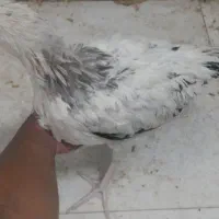 خروس قفس مرغ تخمگذار|حیوانات مزرعه|مشهد, کشف|دیوار