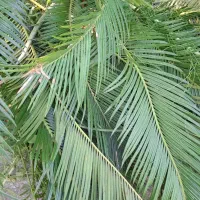 برگ سیکاس فروشی