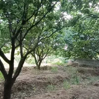 باغ ۱۵ ساله پیشک ۲ ماهدشت معاوضه خودرو