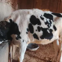 گاو نر سیصد وسی کیلویی|حیوانات مزرعه|تاکستان, |دیوار