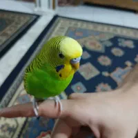 یک عددمرغ عشق دستی|پرنده|شیراز, کوشک میدان|دیوار