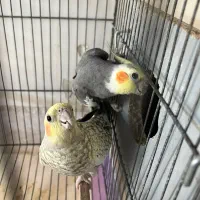 عروس هلندی با ۳تخم