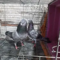 ۷ جفت کبوترخارجی انگلیسی پرشی به شرت