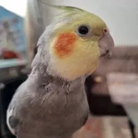 عروس هلندی نر سخنگو و اهلی