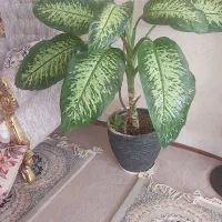 دیفن باخیا حدودیک مترباتنه ضخیم وبرگهای پهن وشاداب
