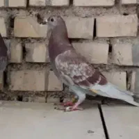 کفتر صید دانه 100