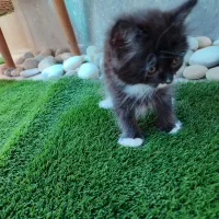 گربه پرشین رنگی|گربه|اهواز, کوی مهدیس|دیوار