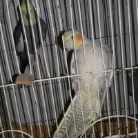 عروس هلندی|پرنده|کردکوی, |دیوار