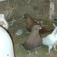 یجفت قرمز.یجفت آبی قطعه دار و یدونه قرمز کاکلی