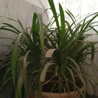 گلسوسن|گل و گیاه طبیعی|یزد, |دیوار