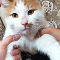 واگذاری رایگان گربه نر|گربه|کرمانشاه, |دیوار