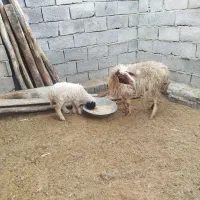 یک عدد میش وبره