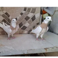 کفتر طوقی زرد خال سیاه سرکه ای خال سیاه و...