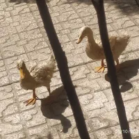اردک جفت|حیوانات مزرعه|شیراز, اصلاح‌نژاد|دیوار