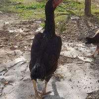 مرغ و خروس لاری|حیوانات مزرعه|بلبان آباد, |دیوار