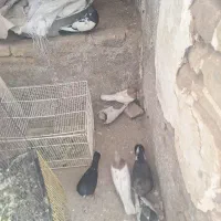 کفتر