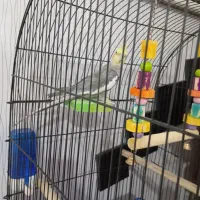 عروس هلندی سخنگو