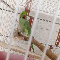 طوطی ملنگو نر جوان|پرنده|بهبهان, |دیوار