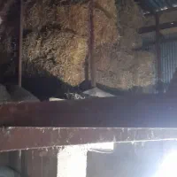 پرس گندم  و جو