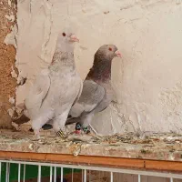 کت سفید  سرک سبز سوینی|پرنده|شیراز, شهرک قمشه|دیوار