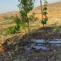 فروش باغ فنس شده قره بلاغ|فروش زمین و ملک کلنگی|میانه, |دیوار