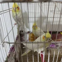 جفت عروس هلندی