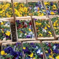 باغبانی|خدمات باغبانی و درختکاری|تهران, مجیدیه|دیوار