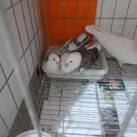 کبوتر پرشی|پرنده|تهران, دکتر هوشیار|دیوار