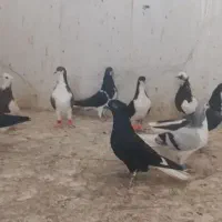 دسته پرنده زد و خوردی