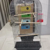 قفس مرغ عشق عروس هلندی طوطی