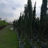 پالم دوازده ۴۰۰ پالم شانزده ۵۵۰ سروشیراز۸۰۰ تومان