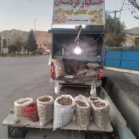 گردو تویسرکان