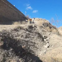 سگ گوسفندی و ادمی