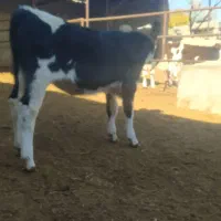 گوساله سیمینتال ماده|حیوانات مزرعه|بجنورد, |دیوار