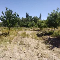 فروش ومعاوضه زمین وباغ درروستای قلعه عسکر|فروش زمین و ملک کلنگی|بافت, |دیوار