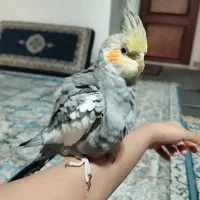 عروس هلندی خیلی دستی|پرنده|قم, باغ شازده|دیوار