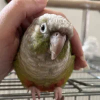 گرینچیک سخنگو|پرنده|ری, شهادت|دیوار