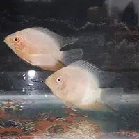 فروش ۲ عدد سورم خوش رنگ