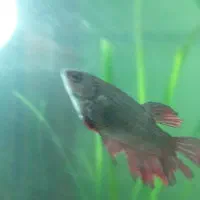 ماهی فایتر ماده